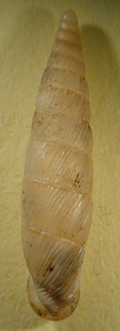 Papillifera cf. papillaris